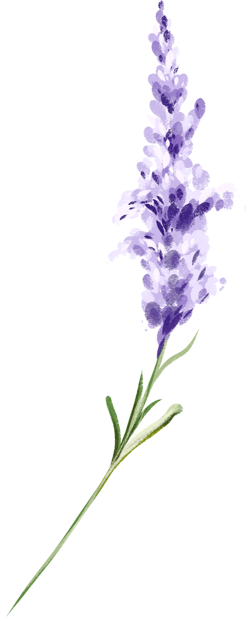 A watercolor branch of purple lavender. Lilac lavender.